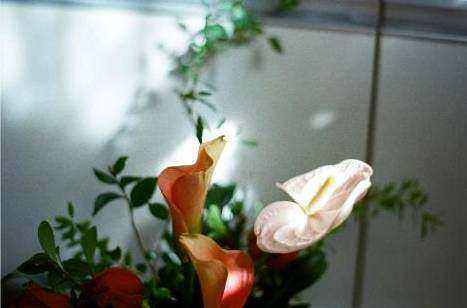 Botanical arrangement on table