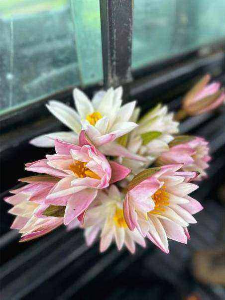 Bouquet detail